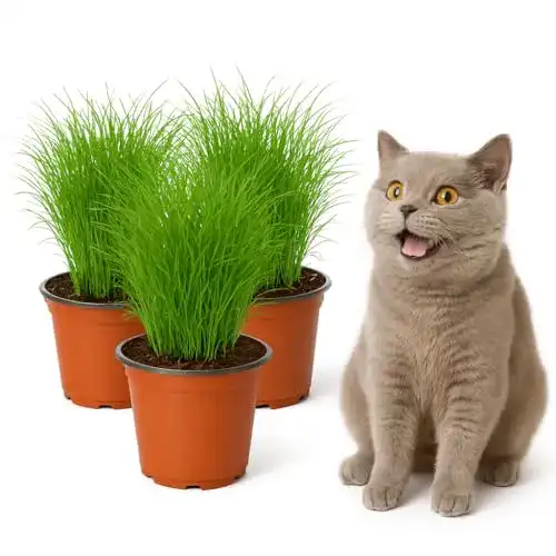 Katzengras mgc24 Cyperus zumula im Topf, 20 cm hoch, 3er Set