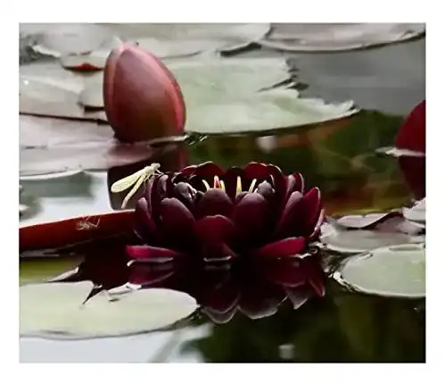 Nymphaea Black Princess Seerosen im Vergleich