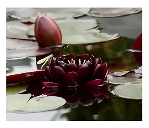 Nymphaea Black Princess Seerosen im Vergleich