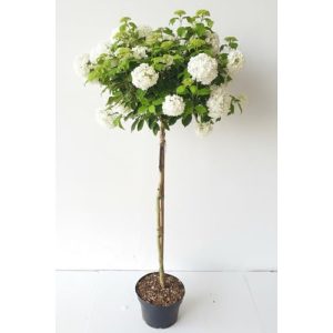 Schneeball-Stämmchen Viburnum Eskimo mit Dünger, 110-120 cm