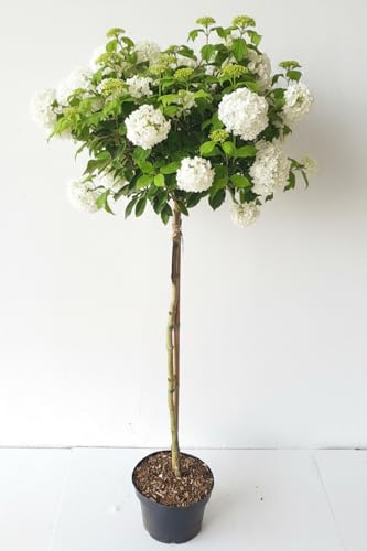 Schneeball-Stämmchen Viburnum Eskimo mit Dünger, 110-120 cm