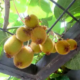Kiwibaum Jenny – Actinidia chinensis ‚Jenny‘ für den eigenen Garten