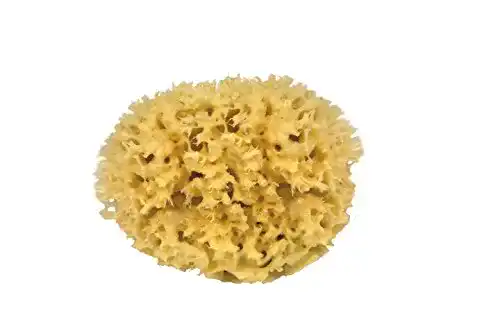 Naturschwamm Croll & Denecke M130 aus dem Mittelmeer Mediumqualität