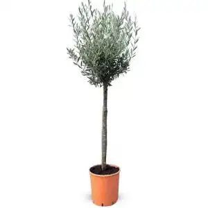 Winterharte Zierbäume – Mediterrane Designs für Garten und Balkon