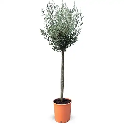 Winterharte Zierbäume – Mediterrane Designs für Garten und Balkon