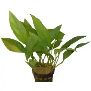 Anubia hastifolia Aquariumpflanze für Aquarien
