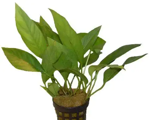 Anubia hastifolia Aquariumpflanze für Aquarien