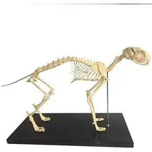 Hundeskelett Anatomisches Modell für Biologie und Veterinärmedizin