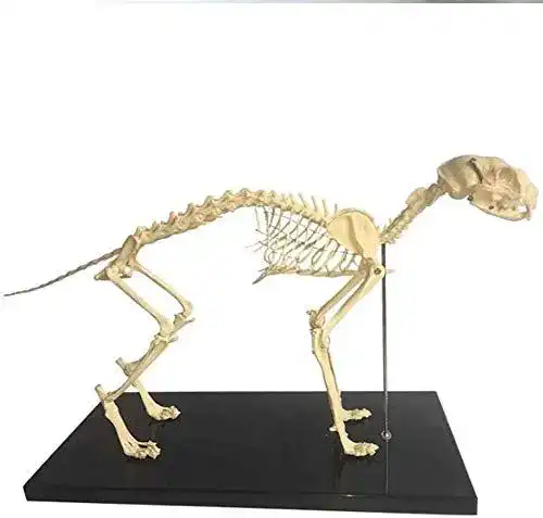 Hundeskelett Anatomisches Modell für Biologie und Veterinärmedizin