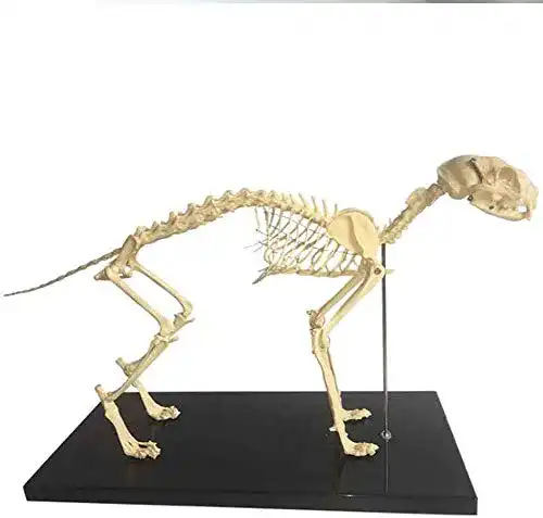 Hundeskelett Anatomisches Modell für Biologie und Veterinärmedizin