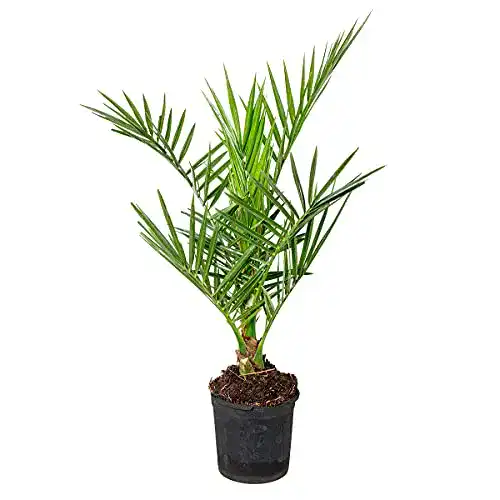 Balkonpflanzen Winterhart Phoenix Canariensis für Garten und Terrasse