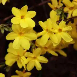 Jasminum nudiflorum – Gelber Winter-Jasmin von Garten Schlüter