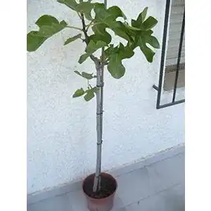 Feigenbaum Jardines De Jaravia Ficus carica – Echte Feige kaufen