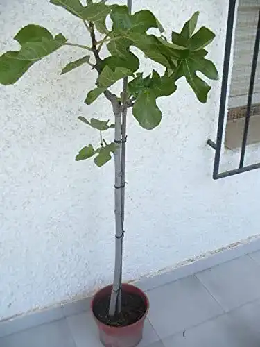 Feigenbaum Jardines De Jaravia Ficus carica – Echte Feige kaufen
