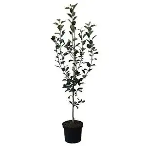 Apfelbaum Topaz – Winterapfel, schorfresistent, 110-140 cm