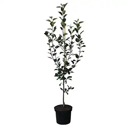 Apfelbaum Topaz – Winterapfel, schorfresistent, 110-140 cm