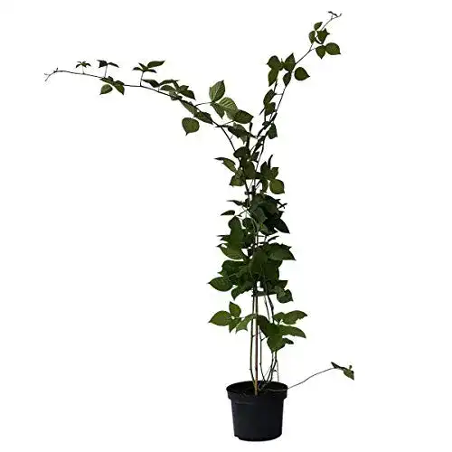 Brombeerstrauch Loch Ness – Stachellos, 40-60 cm hoch, 2-3 Liter Topf