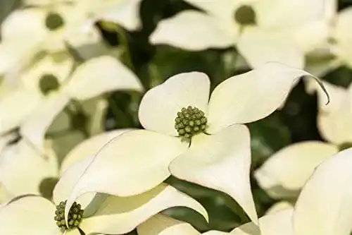 Blumen-Hartriegel Cornus kousa chinensis im Topf 7,5 L