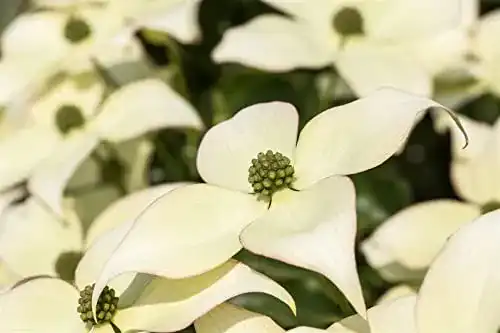 Blumen-Hartriegel Cornus kousa chinensis im Topf 7,5 L