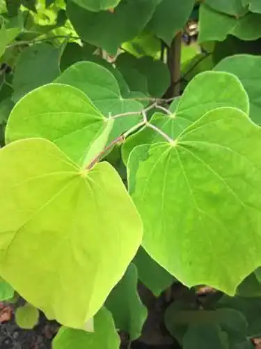 Judasbaum Cercis canadensis Rising Sun – Kanadischer Baum 150-175 cm