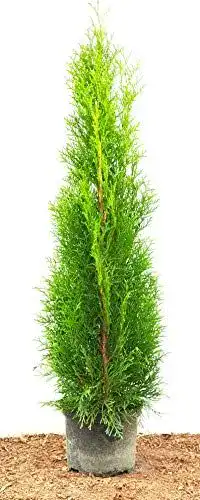 Thuja Smaragd Lebensbaum – Thuja occidentalis in verschiedenen Höhen