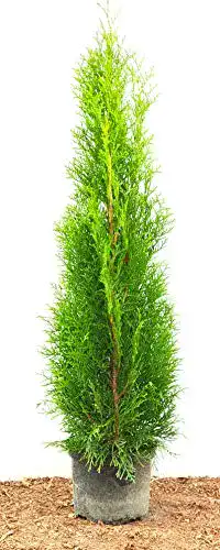 Thuja Smaragd Lebensbaum – Thuja occidentalis in verschiedenen Höhen