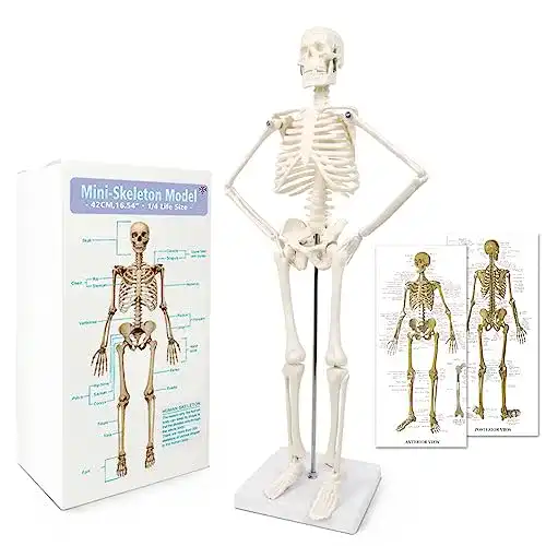 Anatomie Skelett Mini-Mensch-Skelett-Modell für medizinische Bildung