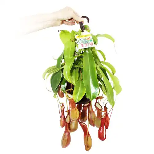 Fleischfressende Pflanzen Exotenherz – Nepenthes alata 14cm Ampeltopf