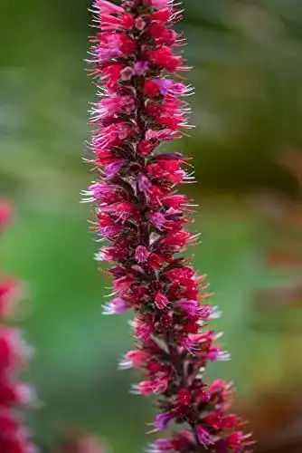 Natternkopf Samen – Roter Natternkopf für den Garten
