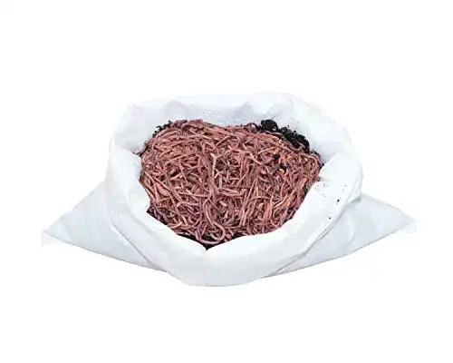 Kompostwürmer Dendrobena 1 kg mit ca. 800 Würmern