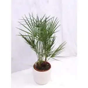 Zwergpalme Chamaerops humilis 90-100 cm – Winterhart bis -12°C