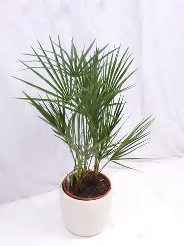 Zwergpalme Chamaerops humilis 90-100 cm – Winterhart bis -12°C