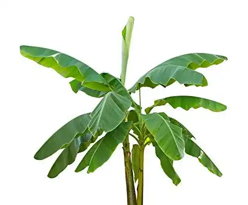 Bananensamen Tropical Seeds Musa Velutina – 20 rosa Zwergbananen