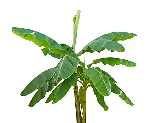 Bananensamen Tropical Seeds Musa Velutina – 20 rosa Zwergbananen