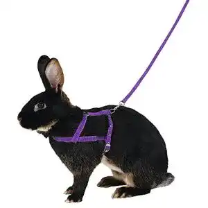 Kaninchengeschirr Kerbl Pet Schultergeschirr Agility mit 2m Leine