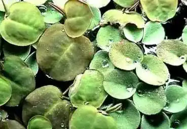 Wolfsmilch Mühlan Wasserpflanzen 20 Stück (Phyllanthus)