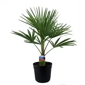 Hanfpalme Baldur Garten Winterharte Kübel-Palme im 21 cm Topf