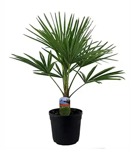 Hanfpalme Baldur Garten Winterharte Kübel-Palme im 21 cm Topf