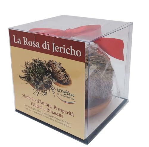 Rose von Jericho – Ecoclass Salaginella Lwpidophylla im Vergleich