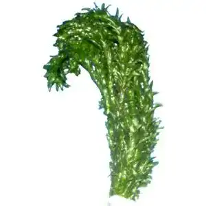 Egeria densa Wasserpest – Aquarienpflanze für Aquarien