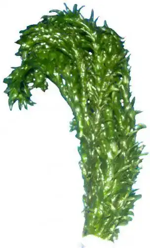 Egeria densa Wasserpest – Aquarienpflanze für Aquarien