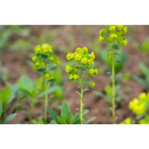 Wolfsmilch Euphorbia amygdaloides im 9 cm Topf