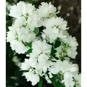 Jasmin-Pflanze Baldur Garten Schneeweißer Duft-Jasmin