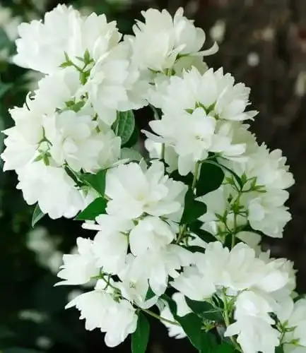 Jasmin-Pflanze Baldur Garten Schneeweißer Duft-Jasmin
