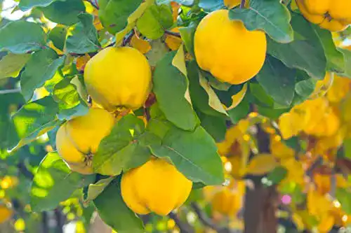Quittenbaum Apfelquitte im Topf für Garten und Terrasse