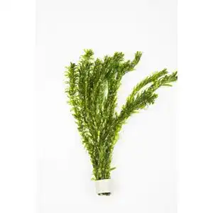 Wasserpest Elodea Densa 10 Stück – Sauerstoffpflanzen für Teich und Aquarium