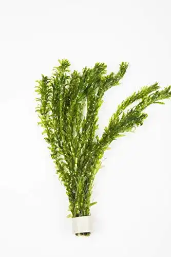 Wasserpest Elodea Densa 10 Stück – Sauerstoffpflanzen für Teich und Aquarium