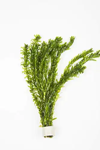 Wasserpest Elodea Densa 10 Stück – Sauerstoffpflanzen für Teich und Aquarium