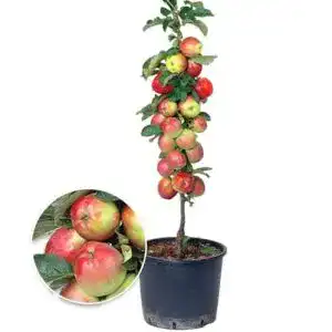 Säulen-Apfelbaum Braeburn von BALDUR Garten, 1 Pflanze