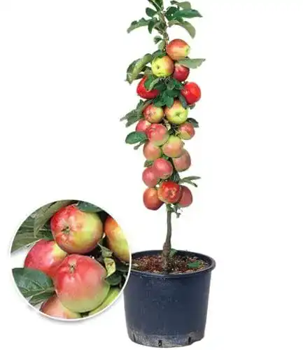 Säulen-Apfelbaum Braeburn von BALDUR Garten, 1 Pflanze